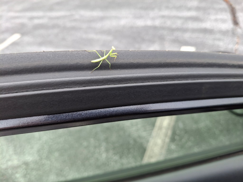 Praying Mantis on the rim of my driver's-side window